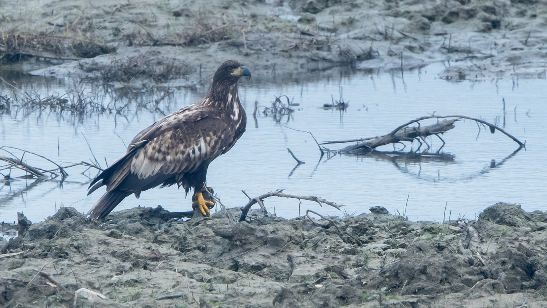 White-tailed Eagle